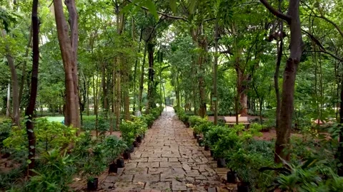 Trees, Pavement,Park Stock Footage 252057538