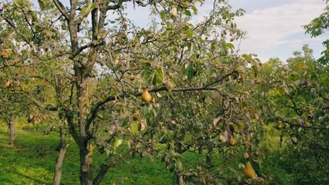 Trees with pears Video stock 235780584