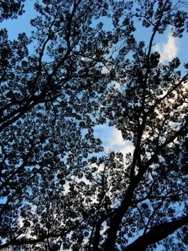 Trees in perfect geometry 1 Stock Photos