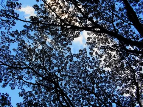 Trees in perfect geometry 2 Foto stock