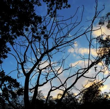 Trees in perfect geometry 3 Stock Photos