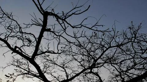 Trees in perfect geometry 4 Foto stock