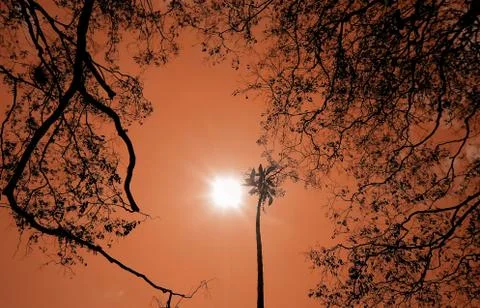 Trees in perfect geometry Stock Photos