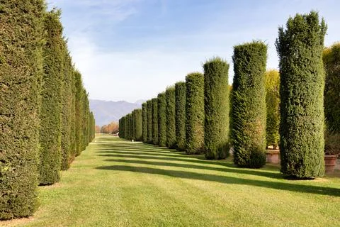 Trees perspective, green grass and blue sky. Sunlight, nobody, natural envi.. Stock Photos