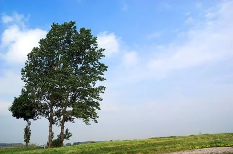 Trees Stock Photos