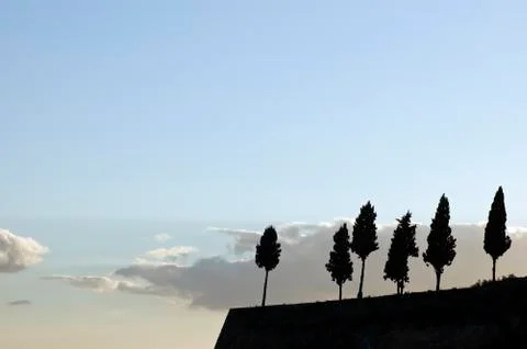 Trees Stock Photos