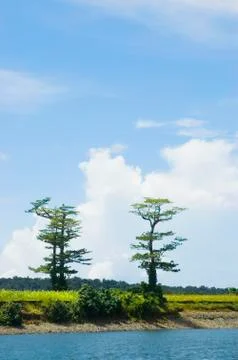 Trees Stock Photos