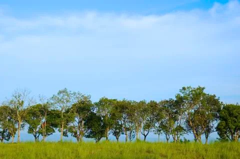 Trees 스톡 사진
