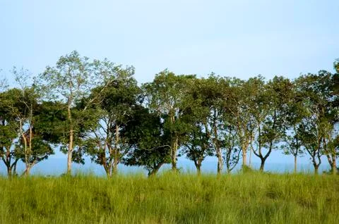 Trees Stock Photos