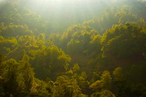Trees Stock Photos