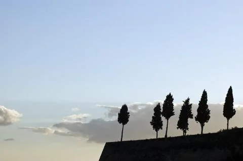 Trees Stock Photos