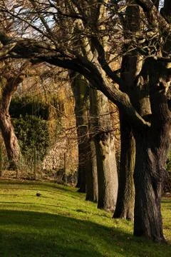 Trees Foto stock