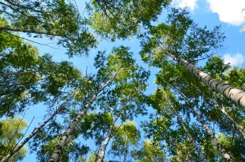 The trees Foto stock