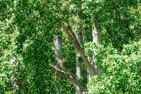 TREES Stock Photos