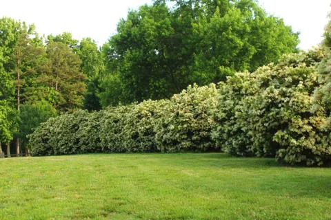 Trees Stock Photos