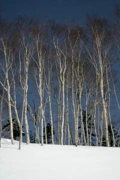 Trees Foto stock