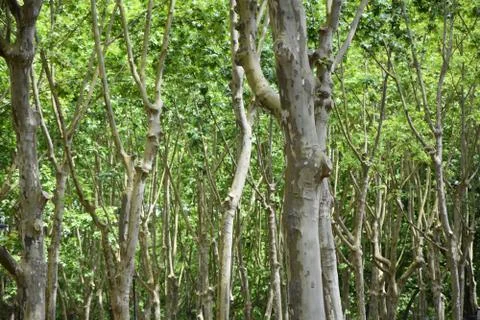 Trees Stock Photos