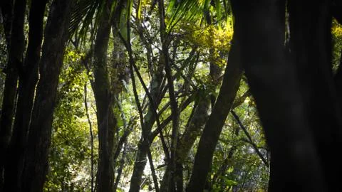 In the trees 库存照片
