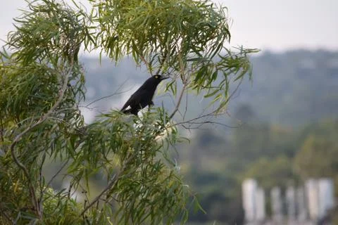 In the Tree's Stock Photos