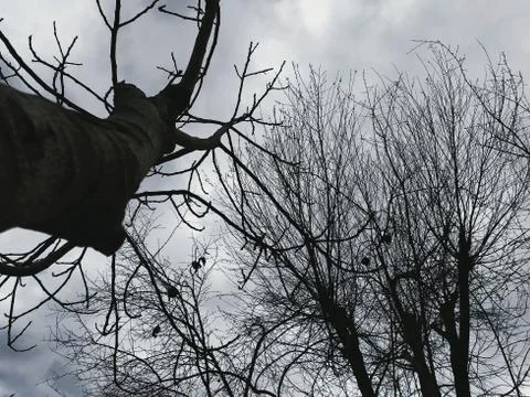 The trees 写真素材