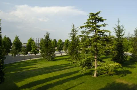 Trees Stock Photos
