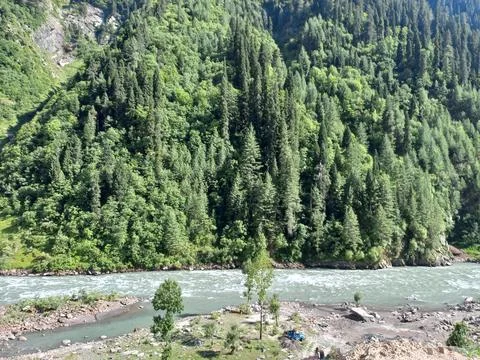 Trees🌲 Stock Photos