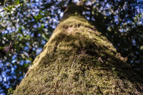 The trees Stock Photos