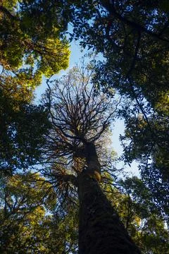The trees Stock Photos
