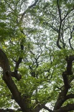 The trees Stock Photos