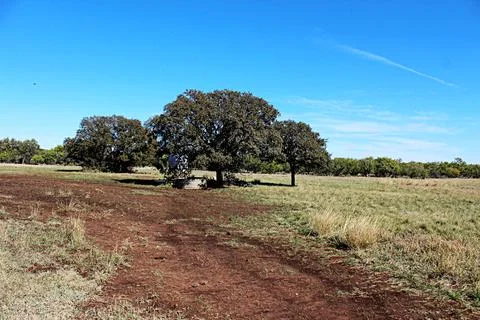 TREES Fotos de archivo