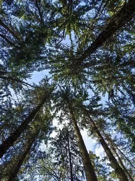 Trees Foto stock