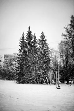Trees Stock Photos