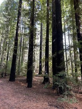 Trees Stock Photos