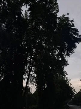 The trees Stock Photos