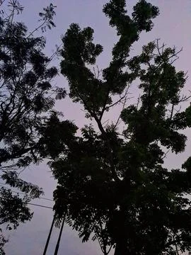 The trees Stock Photos