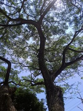The trees Stock Photos
