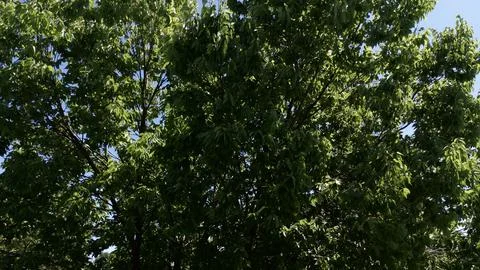 Tree's Stock Photos
