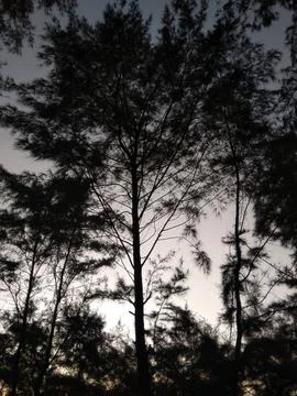 Trees Stock Photos