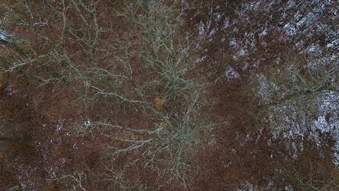 Trees Stock Photos