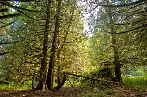 Trees Stock Photos