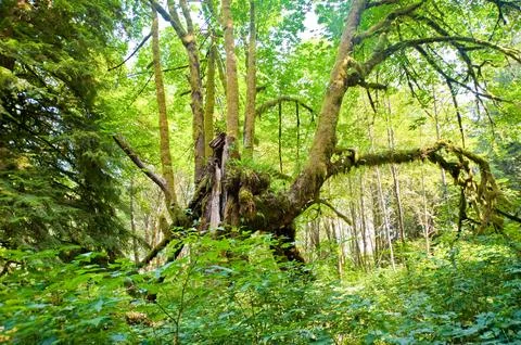 Trees Foto stock