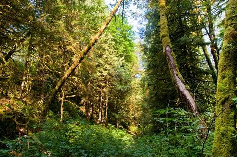 Trees Stock Photos