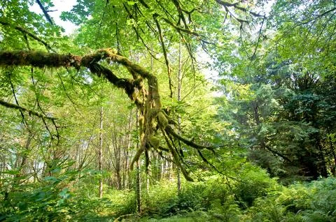 Trees 库存照片
