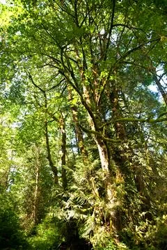 Trees Stock Photos