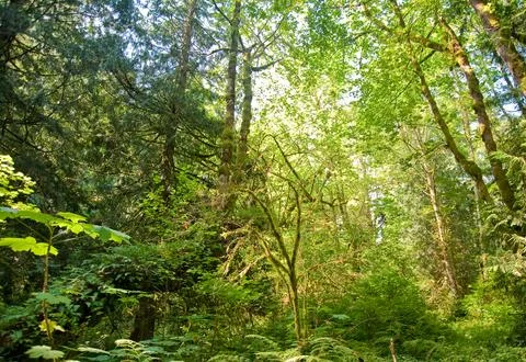 Trees Stock Photos