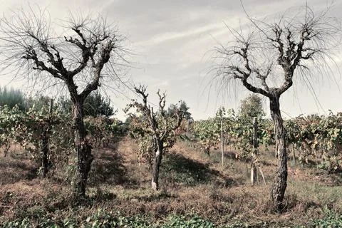 Trees Stock Photos