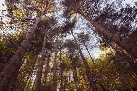 Trees photographed from below Stock Photos