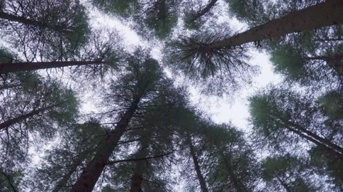 Trees in a pine forest 스톡 동영상 168187735