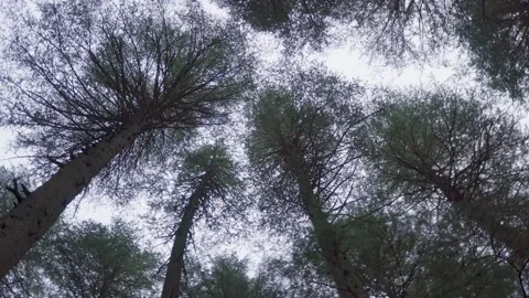 Trees in a pine forest 스톡 동영상 168433276