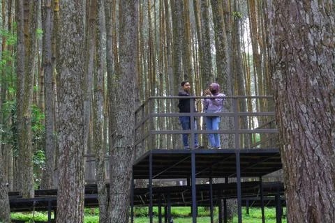 Trees pine Stock Photos